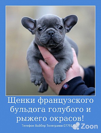 Предлагаю шикарных малышей французского бульдога Bender mun. - изображение 1