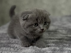 Vând Scottish fold Кишинёв мун.