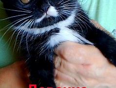 Котята шотландские Днестровск