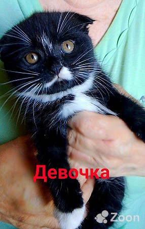 Котята шотландские Dnestrovsk - изображение 1