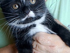 Котята. Девочка и мальчик. Родились 28.04. 25г Днестровск