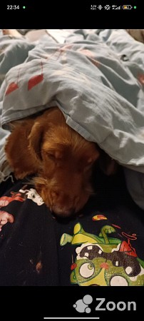 Потерялась собака английский кокер спаниель Кишинёв мун. - изображение 1