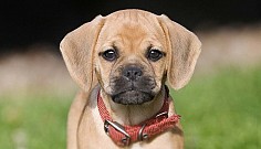 Щенки Пагальера доставка из г.Бендеры мун.