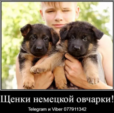 Наши немчурашки уже готовы перейти в ваш дом доставка из г.Bender mun.