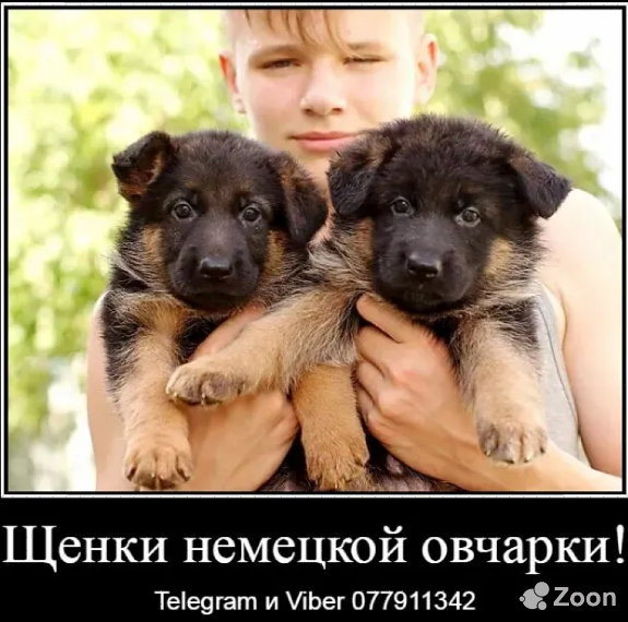 Наши немчурашки уже готовы перейти в ваш дом Bender mun. - изображение 1